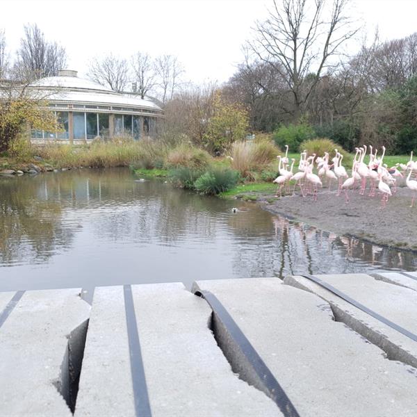 Klimaatbestendige entree Diergaarde Blijdorp | Noppert Beton