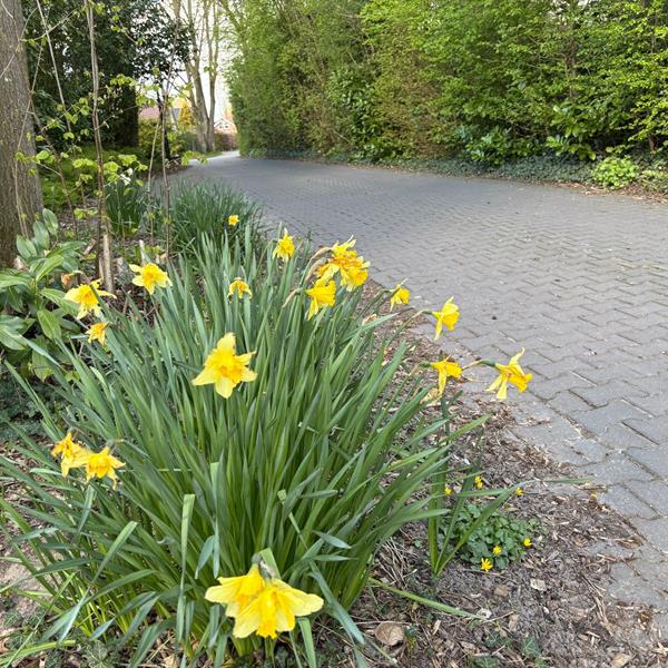 Duurzame en praktische bestrating in Goldenraand in Oldekerk | Noppert Beton